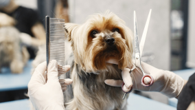 10 Small Business Ideas that Thrive During a Recession